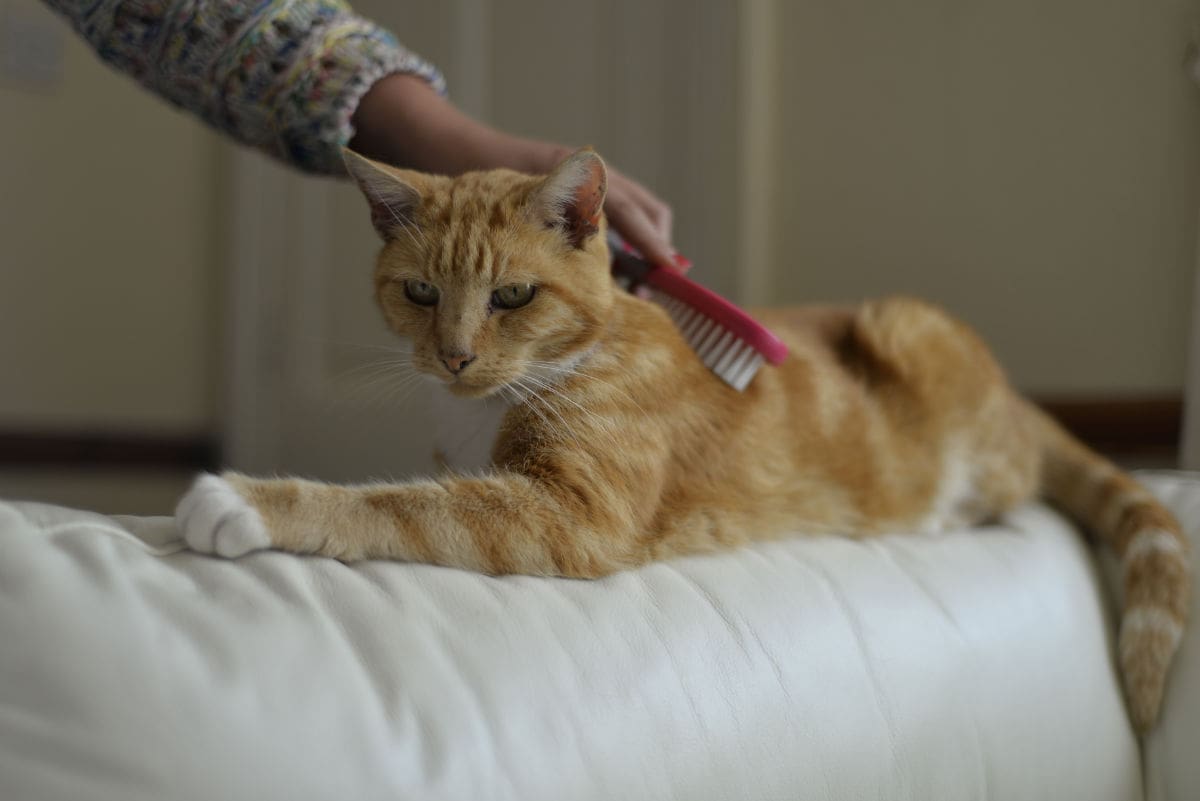 Ancol Helps Cat Rescue Centre